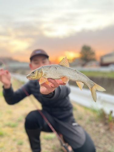 ニゴイの釣果