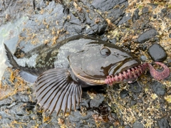 アイナメの釣果