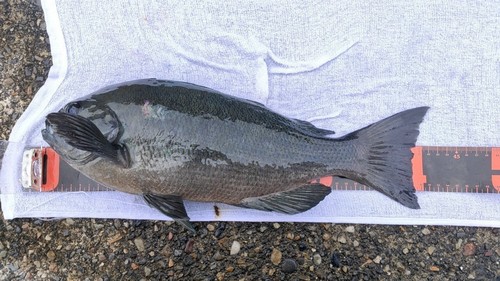 メジナの釣果