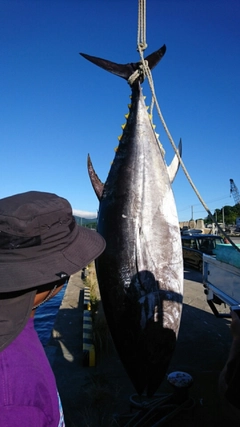 クロマグロの釣果