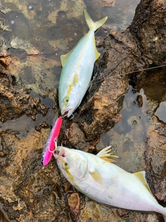 ワカシの釣果