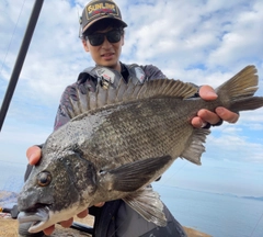 クロダイの釣果