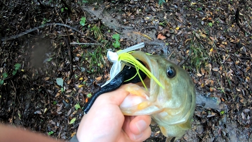 ラージマウスバスの釣果