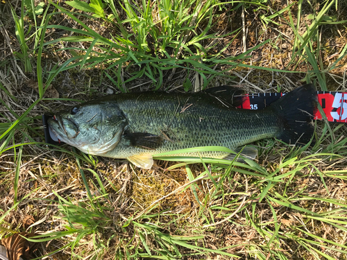 ブラックバスの釣果