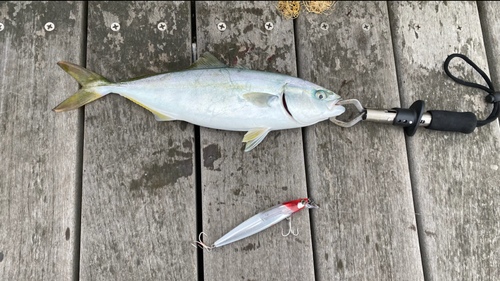 イナダの釣果