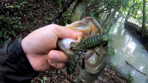 ラージマウスバスの釣果