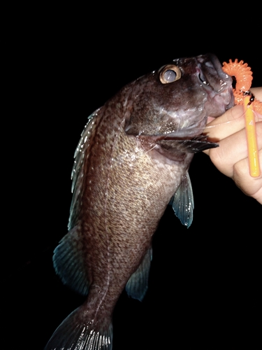 キツネメバルの釣果