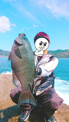 グレの釣果