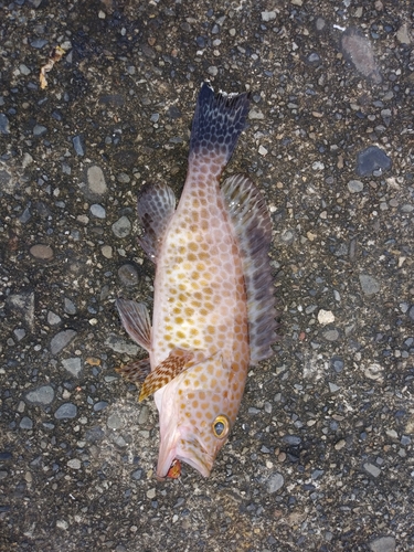 オオモンハタの釣果