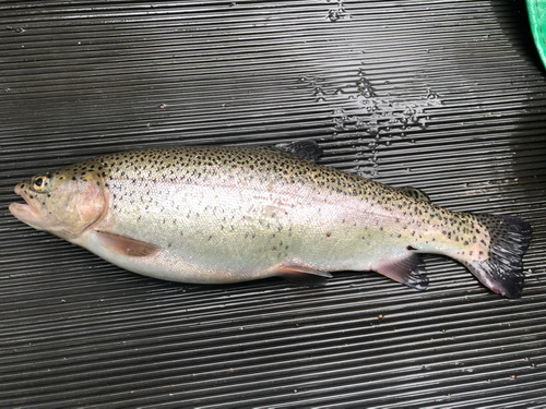 ニジマスの釣果