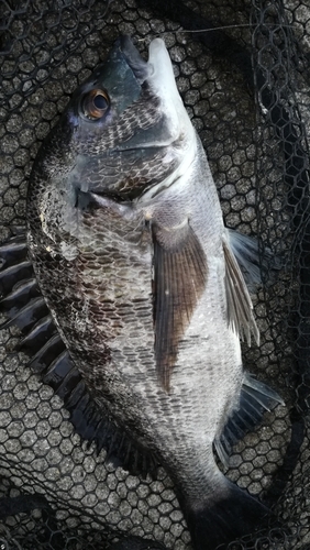 チヌの釣果