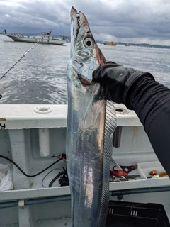 タチウオの釣果