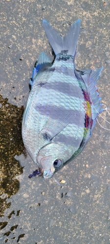 釣果