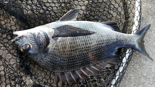 チヌの釣果