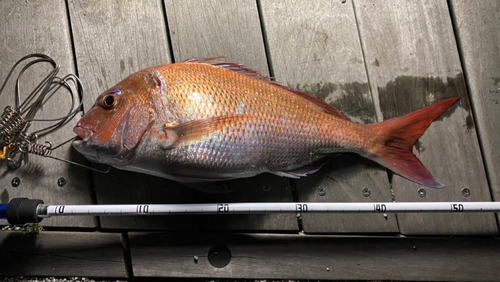 マダイの釣果