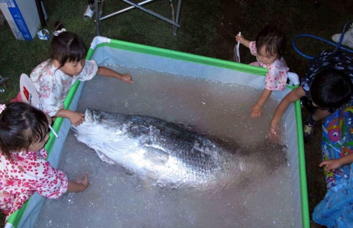 アカメの釣果