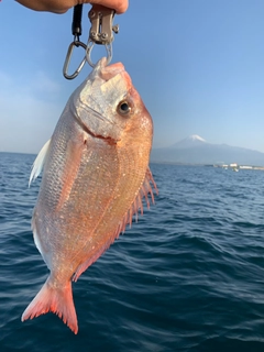 チダイの釣果