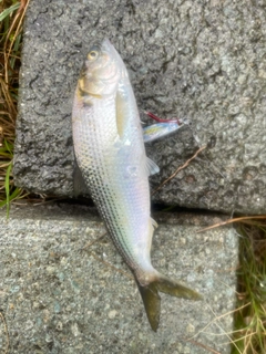 コノシロの釣果