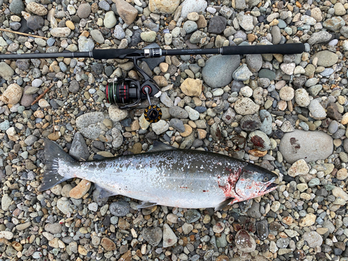 サクラマスの釣果