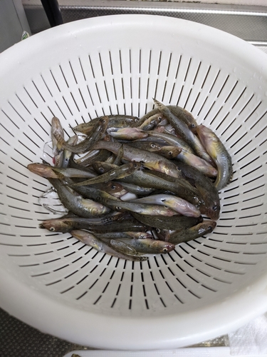 マハゼの釣果