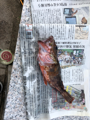 カサゴの釣果