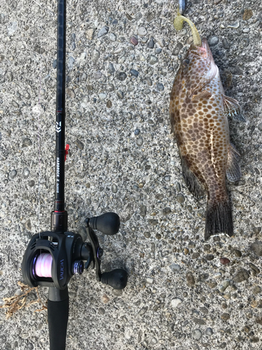 オオモンハタの釣果