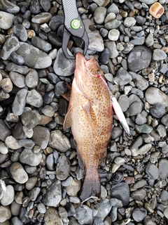 オオモンハタの釣果