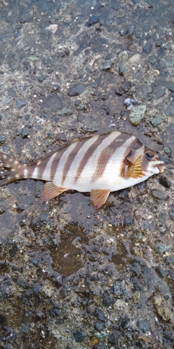 タカノハダイの釣果