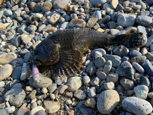 カジカの釣果