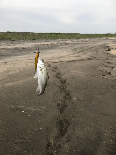 セイゴ（マルスズキ）の釣果