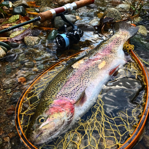 ニジマスの釣果