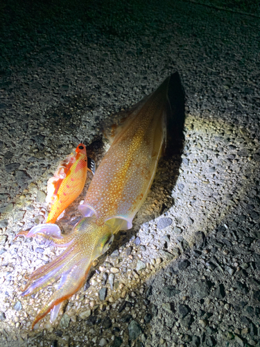 シロイカの釣果