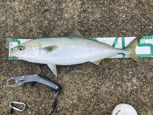 ハマチの釣果