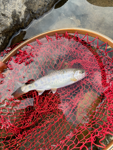 ヤマメの釣果