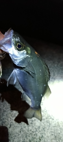 セイゴ（タイリクスズキ）の釣果