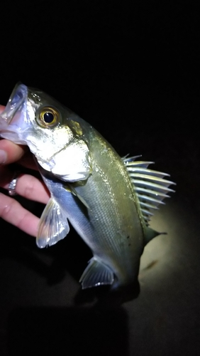 セイゴ（タイリクスズキ）の釣果