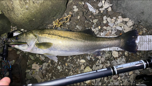 シーバスの釣果