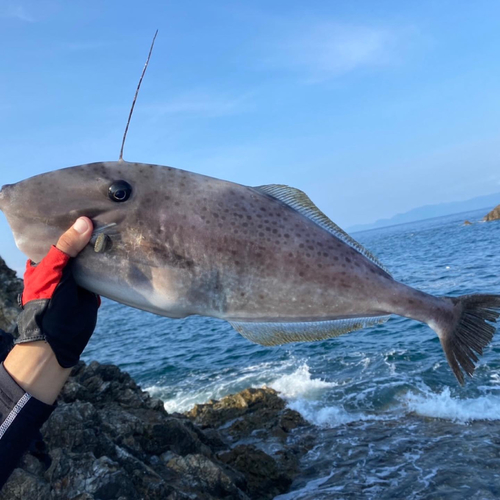 ウスバハギの釣果