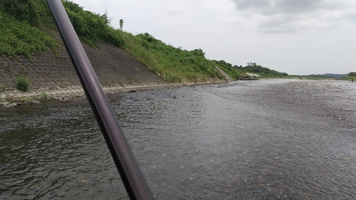 アユの釣果