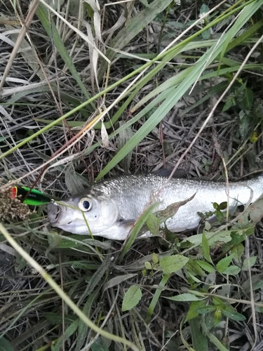 ニゴイの釣果