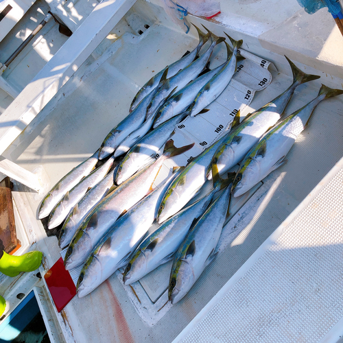 メジロの釣果