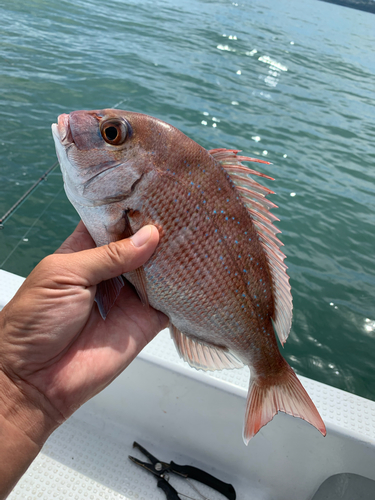 マダイの釣果