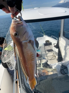 シロアマダイの釣果