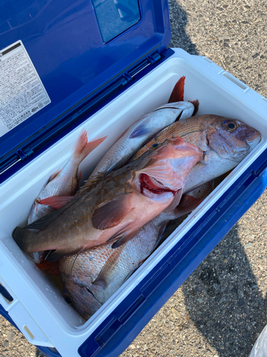 マダイの釣果