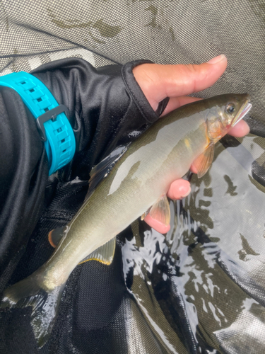 アユの釣果