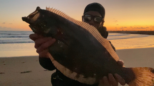 ヒラメの釣果