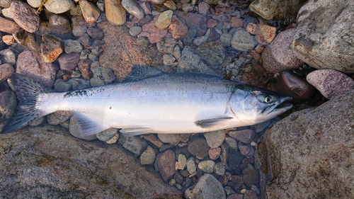 カラフトマスの釣果