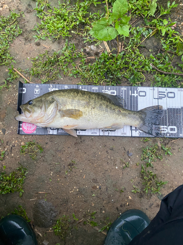 ラージマウスバスの釣果