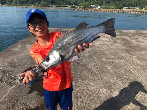 フッコ（ヒラスズキ）の釣果