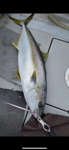 ヒラマサの釣果